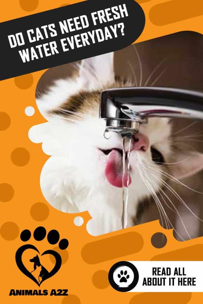 Agua potable para gatos