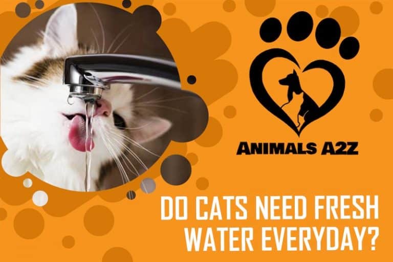 Do cats need fresh water every day? [ detailed answer ]