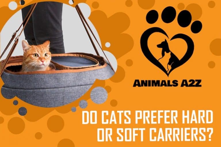Do cats prefer hard or soft carriers? [ detailed answer ]
