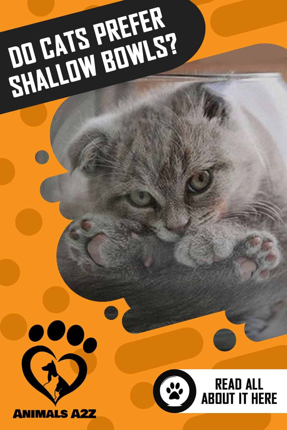 Do cats prefer shallow bowls? [ detailed answer ]