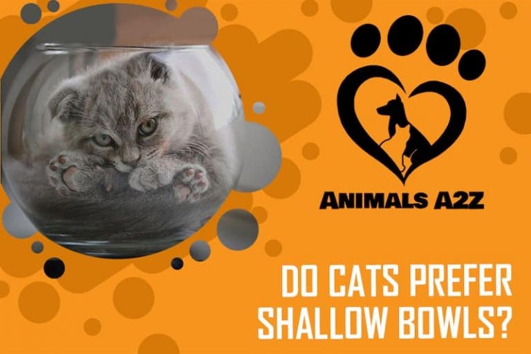 Do cats prefer shallow bowls? [ detailed answer ]