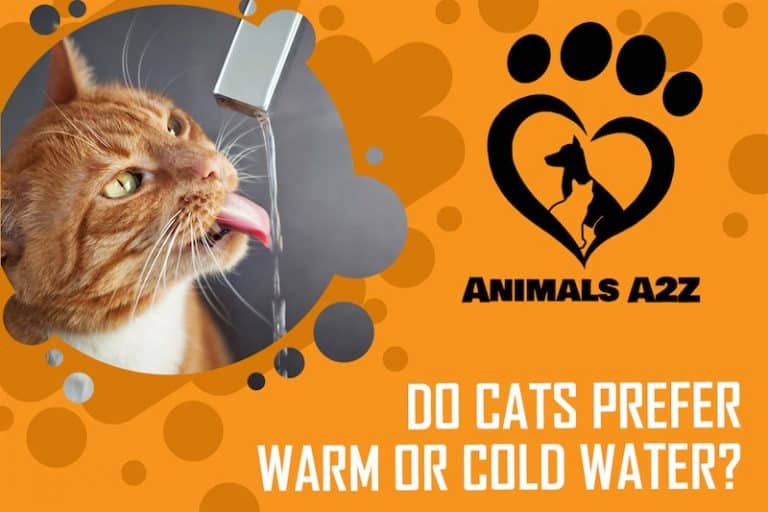 Do cats prefer warm or cold water? [ detailed answer ]