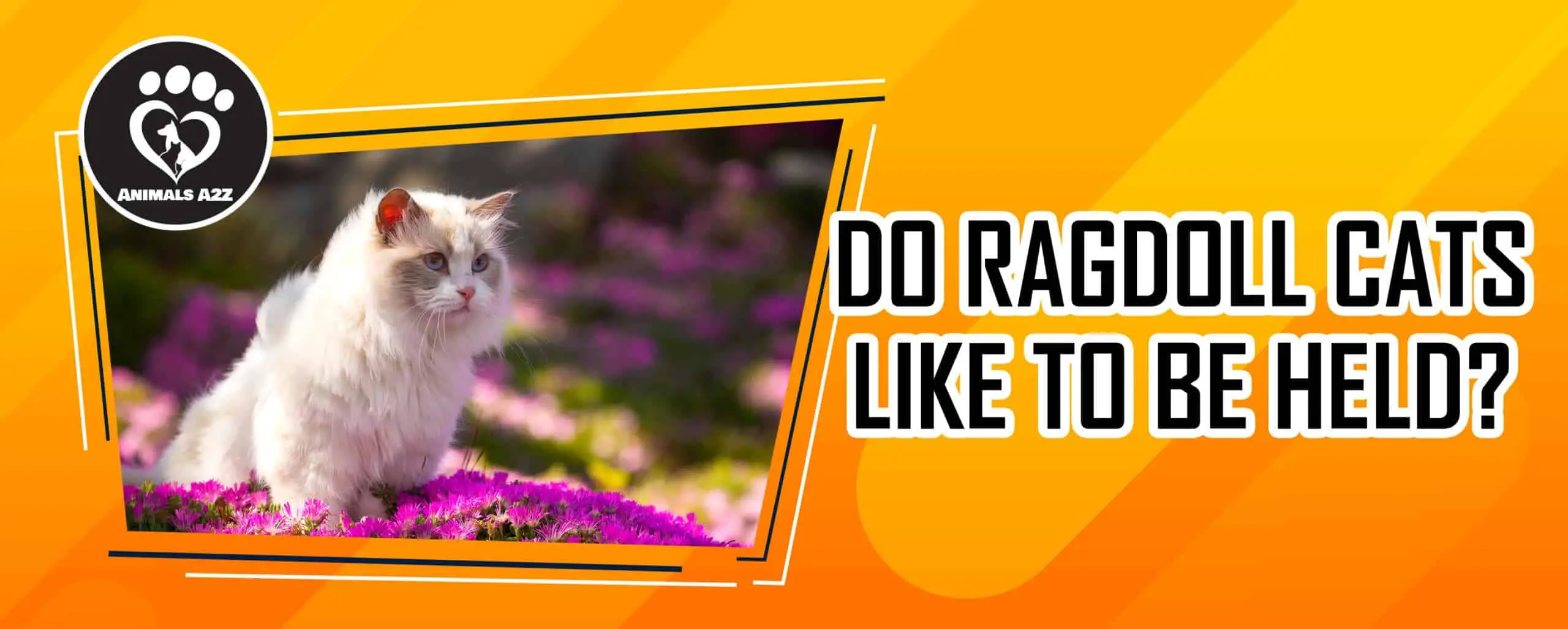 Les chats ragdolls aiment-ils être tenus ?