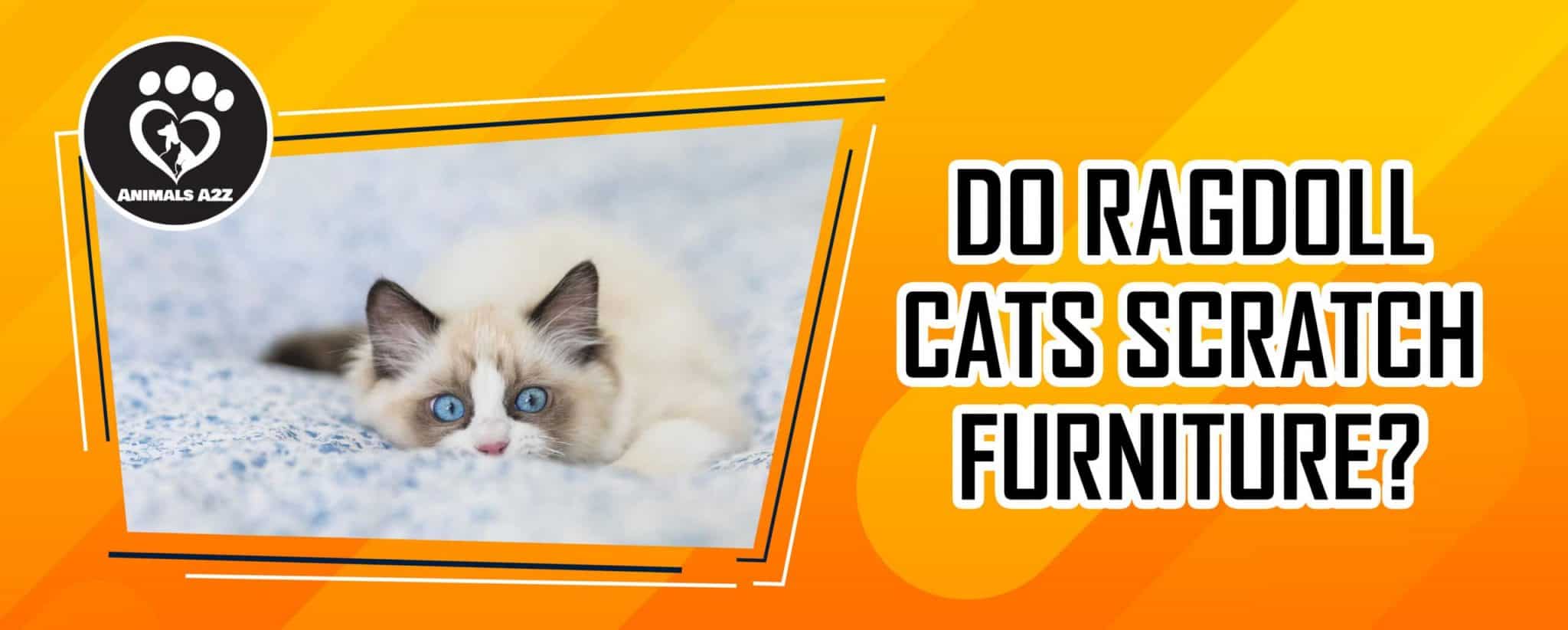 Do Ragdoll Cats Scratch Furniture? [ detailed answer ]