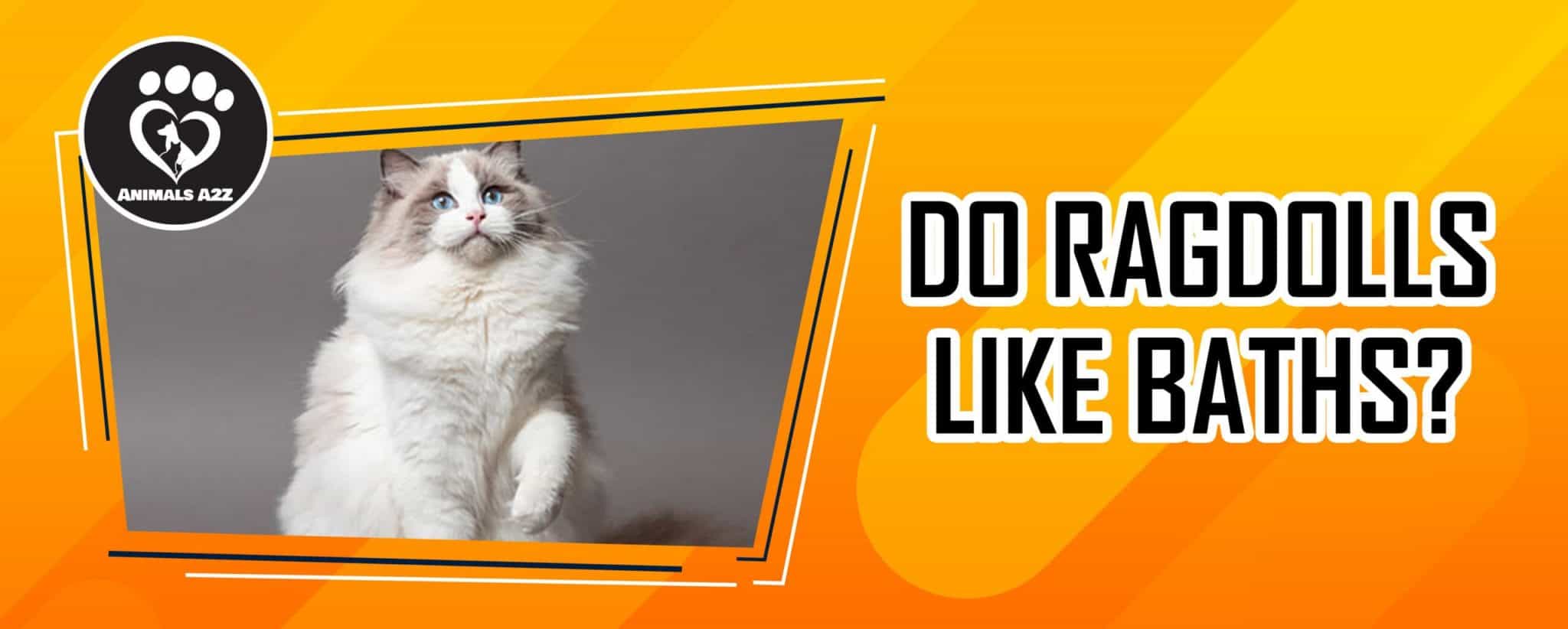 Do Ragdolls Like Baths? [ detailed answer ]