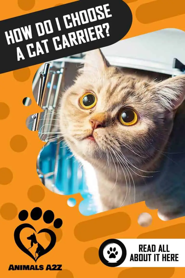 How do I choose a cat carrier? [ detailed answer ]