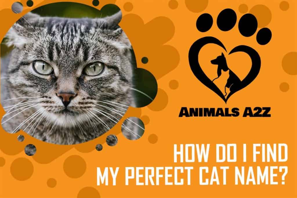 how-do-i-find-my-perfect-cat-name-detailed-answer