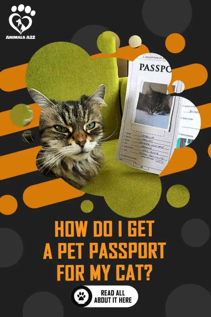 Gato y pasaporte
