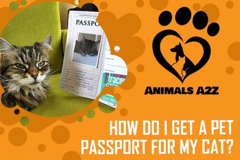 Comment obtenir un passeport pour animaux de compagnie pour mon chat