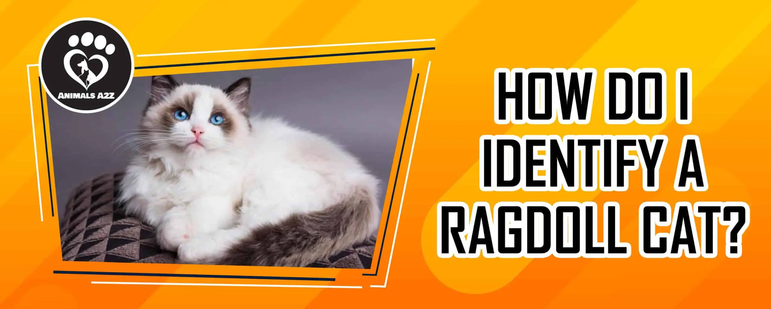 How do I identify a ragdoll cat?