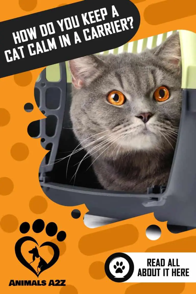 How do you keep a cat calm in a carrier? [ detailed answer ]