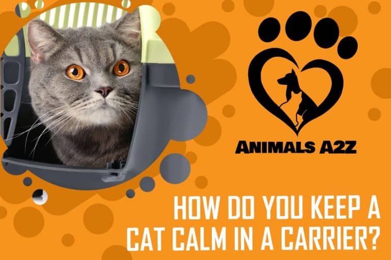 How do you keep a cat calm in a carrier? [ detailed answer ]