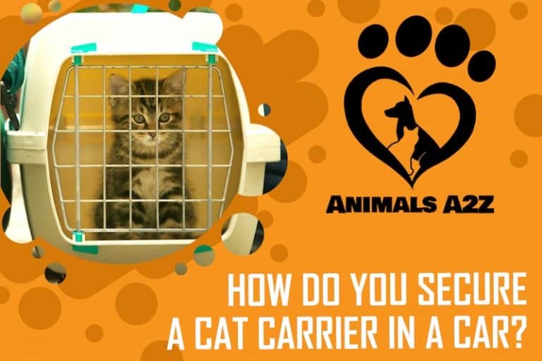 how-do-you-secure-a-cat-carrier-in-a-car-detailed-answer