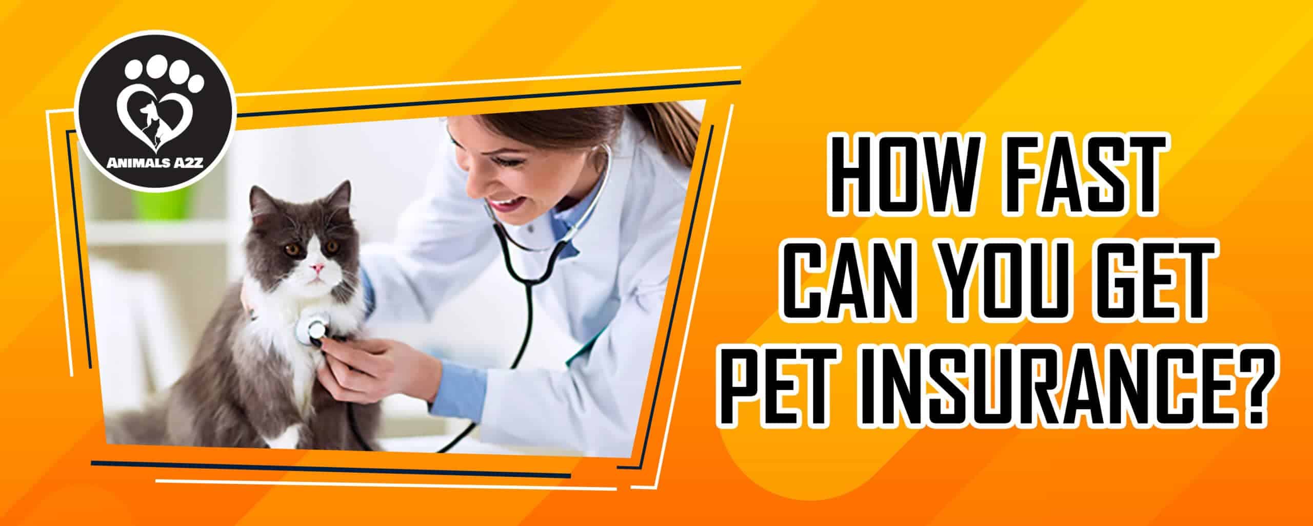 How Fast Can You Get Pet Insurance Detailed Answer 