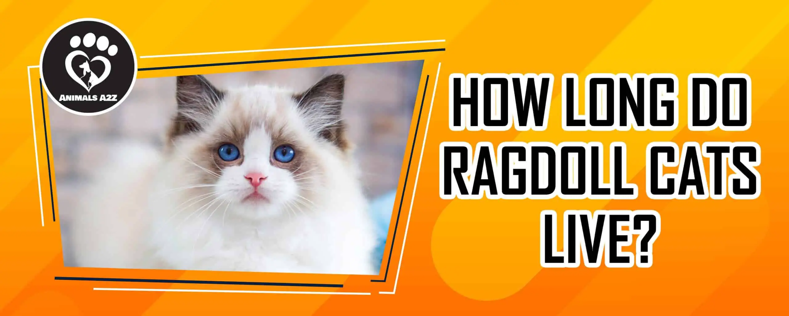 How long do Ragdoll cats live?