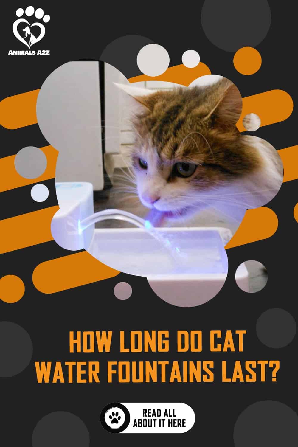How long do cat water fountains last? [ detailed answer ]