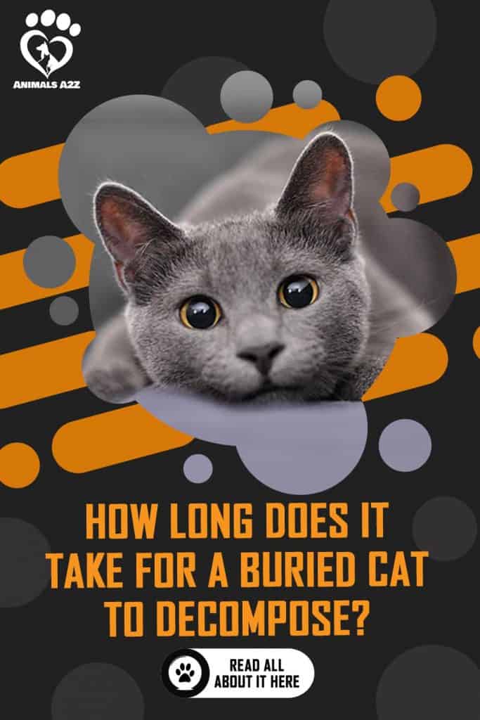 How Long Does It Take For A Cat To ? How Long