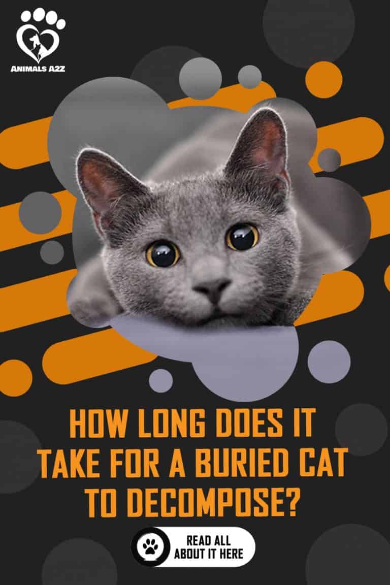 How long does it take for a cat to [ detailed answer ]