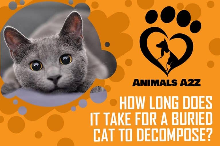 How long does it take for a cat to [ detailed answer ]