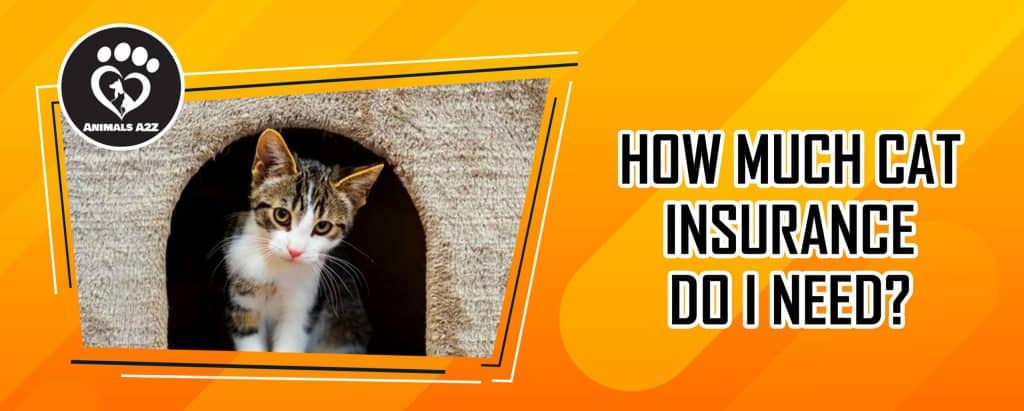 How much cat insurance do I need? - AnimalsA2Z.com