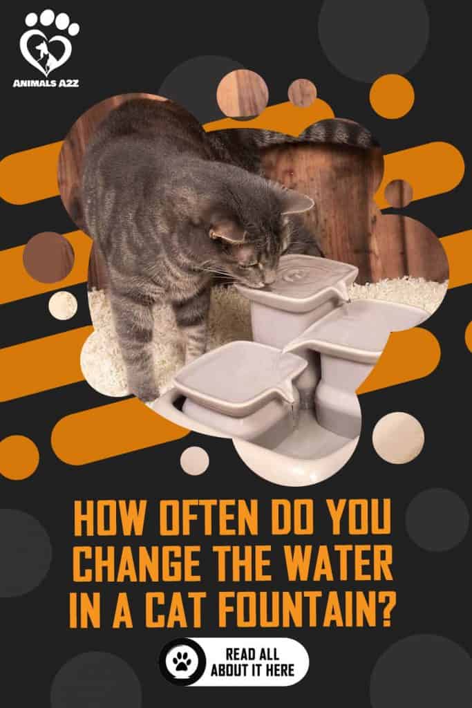 cat drinking from fountain