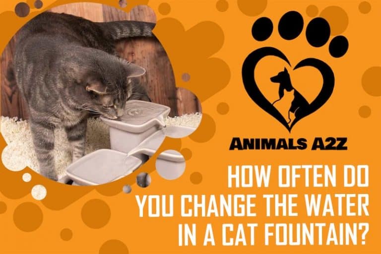 How often do you change the water in a cat fountain? [ detailed answer ]