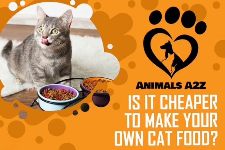 Is It Cheaper to Make Your Own Cat Food? [ detailed answer ]