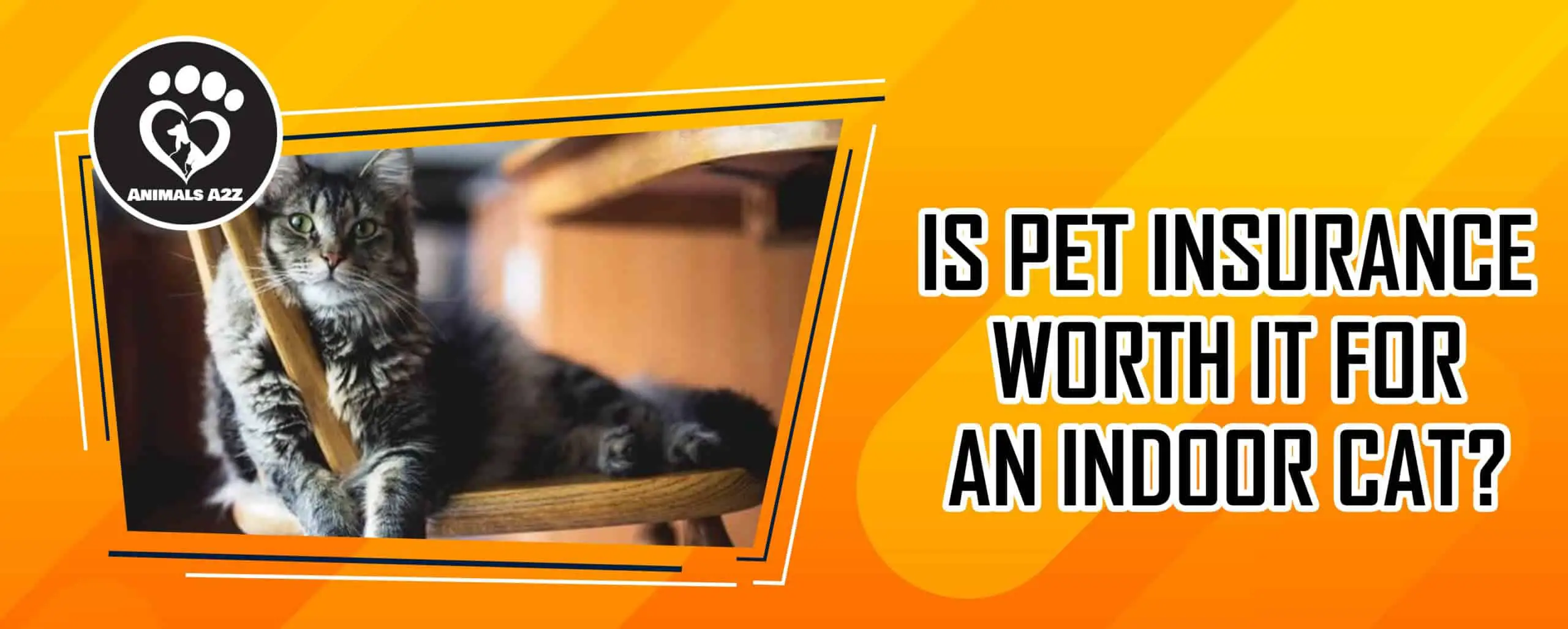 Er dyreforsikring det værd at tegne en dyreforsikring for en indendørs kat?
