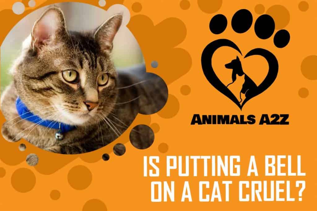 Is putting a bell on a cat cruel? [ detailed answer ]
