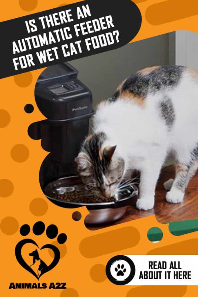 cat eating from automatic feeder.