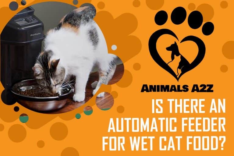 Is there an automatic feeder for wet cat food? [ detailed answer ]