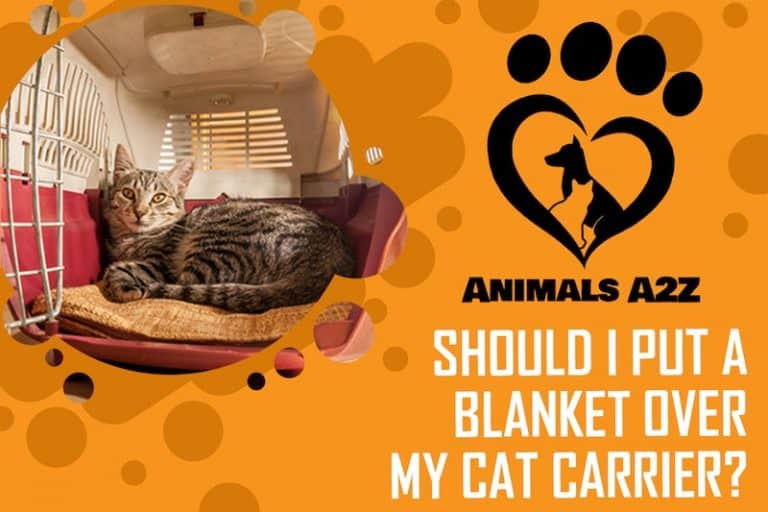 Should I put a blanket over my cat carrier? [ detailed answer ]