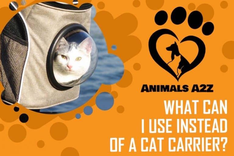 What can I use instead of a cat carrier?