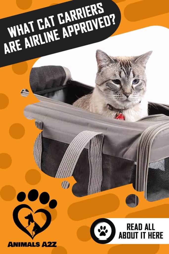 cat in carrier 