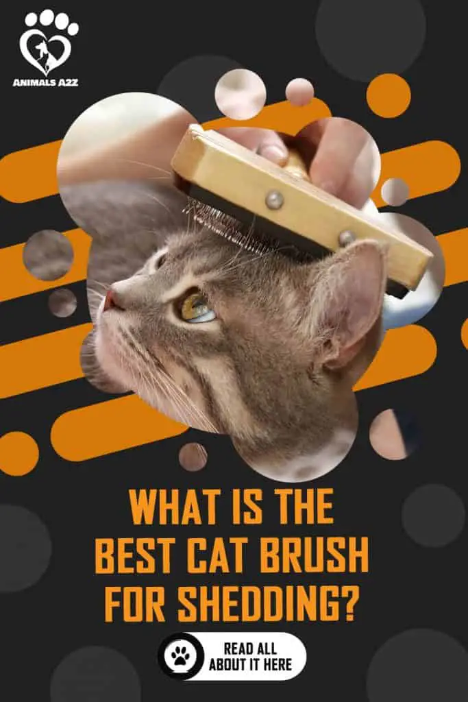 Cat being brushed 