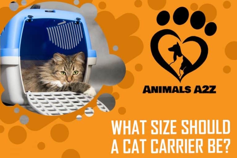 What size should a cat carrier be? [ detailed answer ]