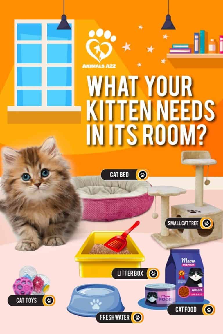 how-long-should-i-keep-my-kitten-in-one-room-detailed-answer