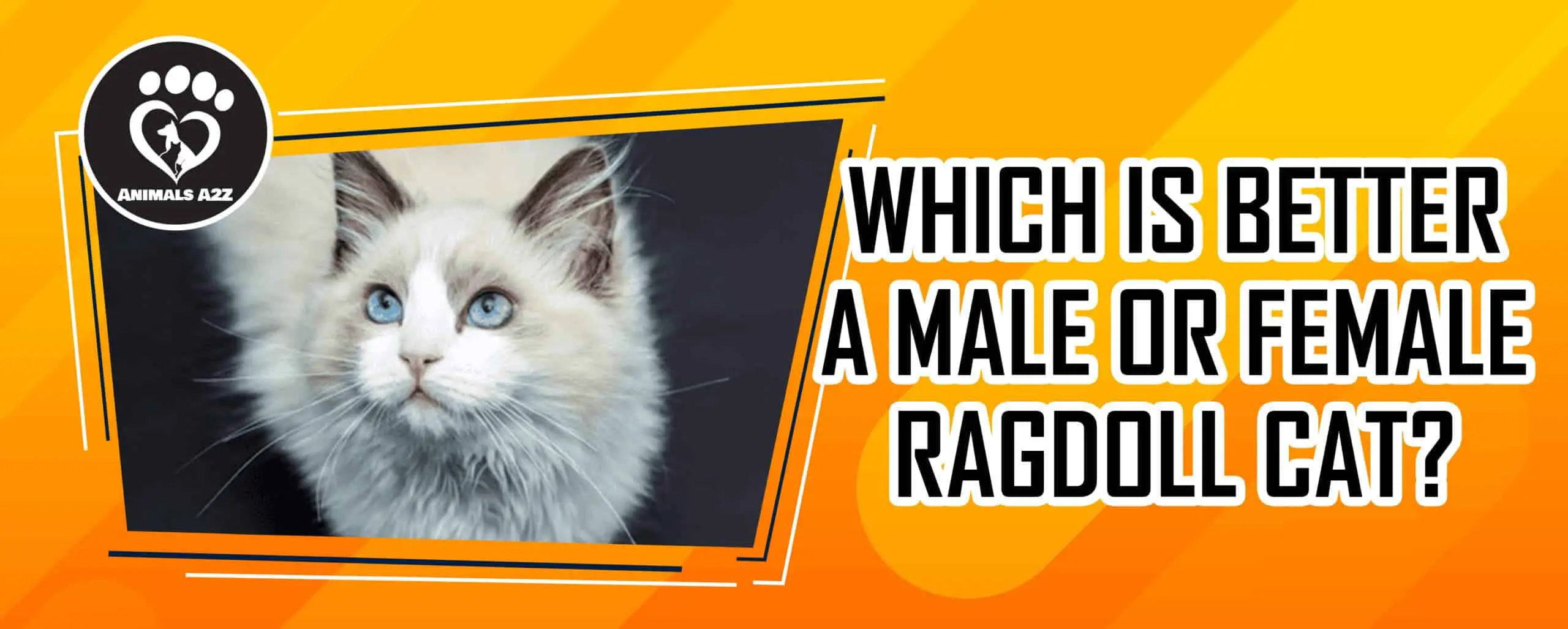 Which is better a male or female Ragdoll cat?