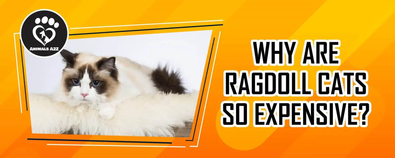 Why Are Ragdoll Cats So Expensive? [ detailed answer ]