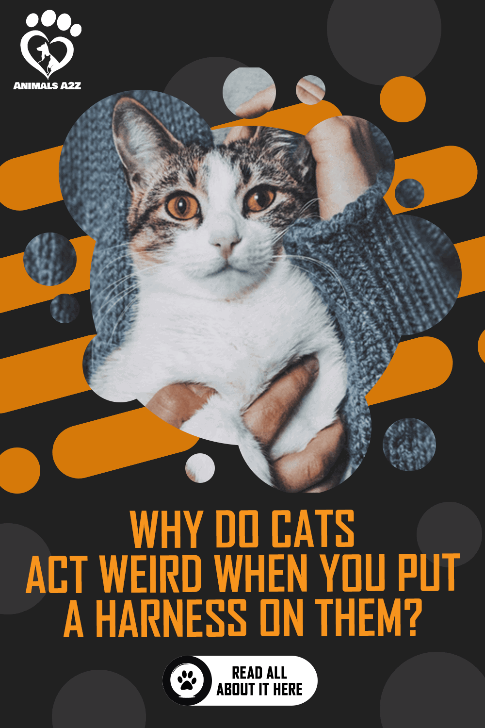 Why do cats act weird when you put a harness on them? [ detailed answer ]