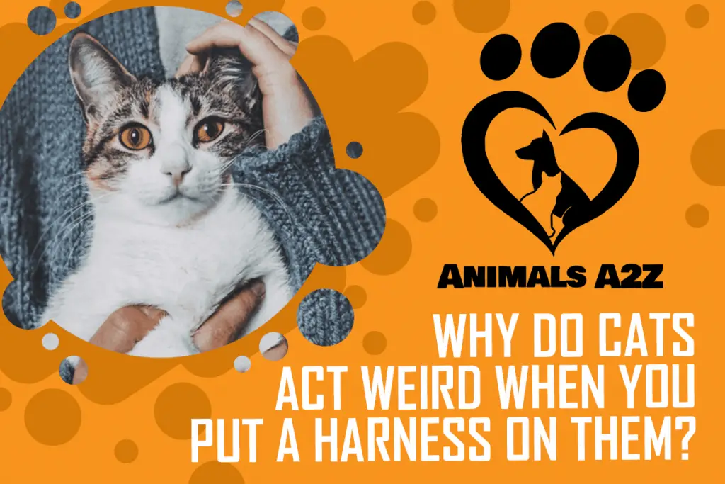 Why do cats act weird when you put a harness on them? [ detailed answer ]