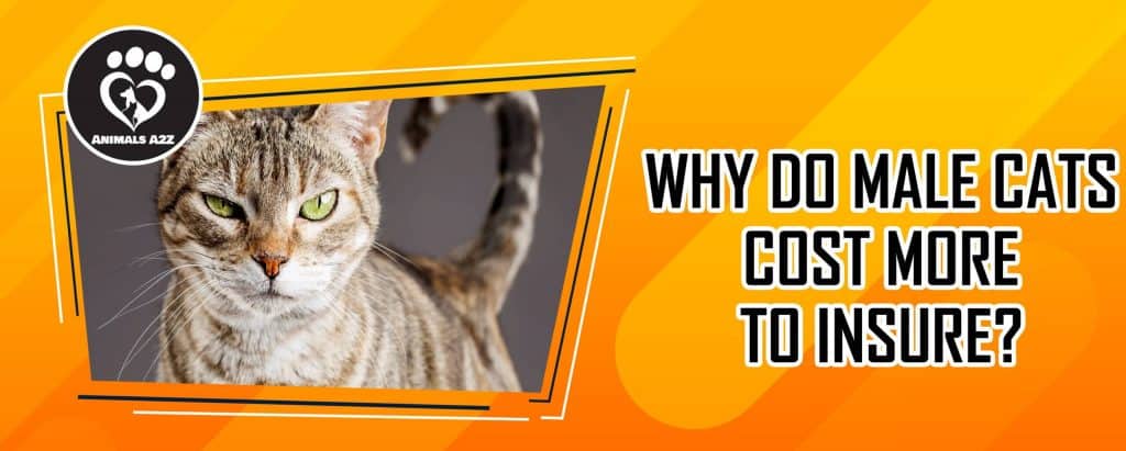 Why do male cats cost more to insure? [ Detailed Answer ]