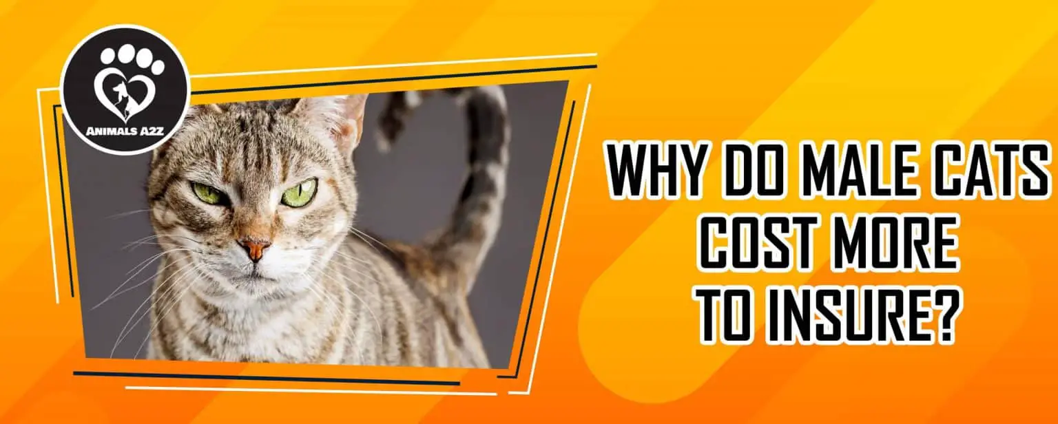 Why do male cats cost more to insure? [ Detailed Answer ]