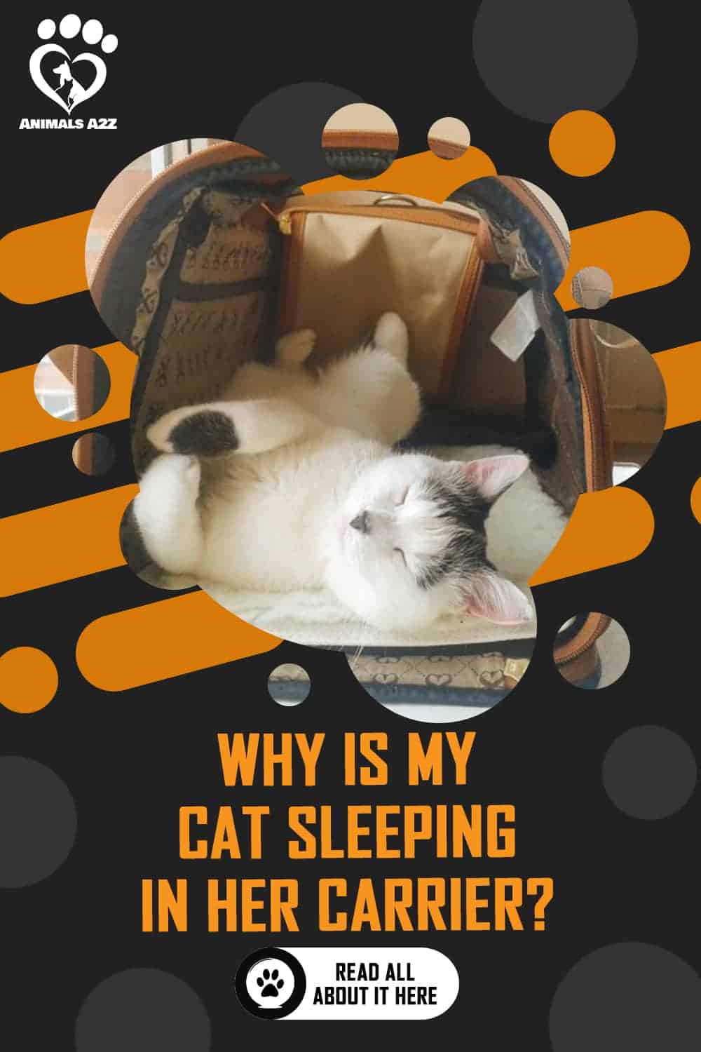 Why is my cat sleeping in her carrier? [ detailed answer ]