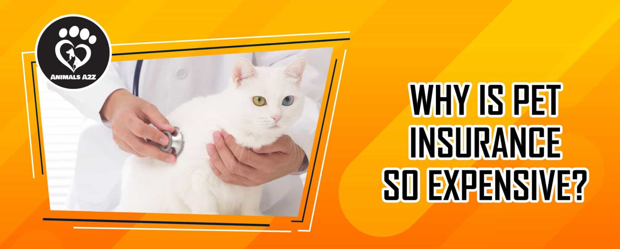 Why Is Pet Insurance So Expensive Detailed Answer 