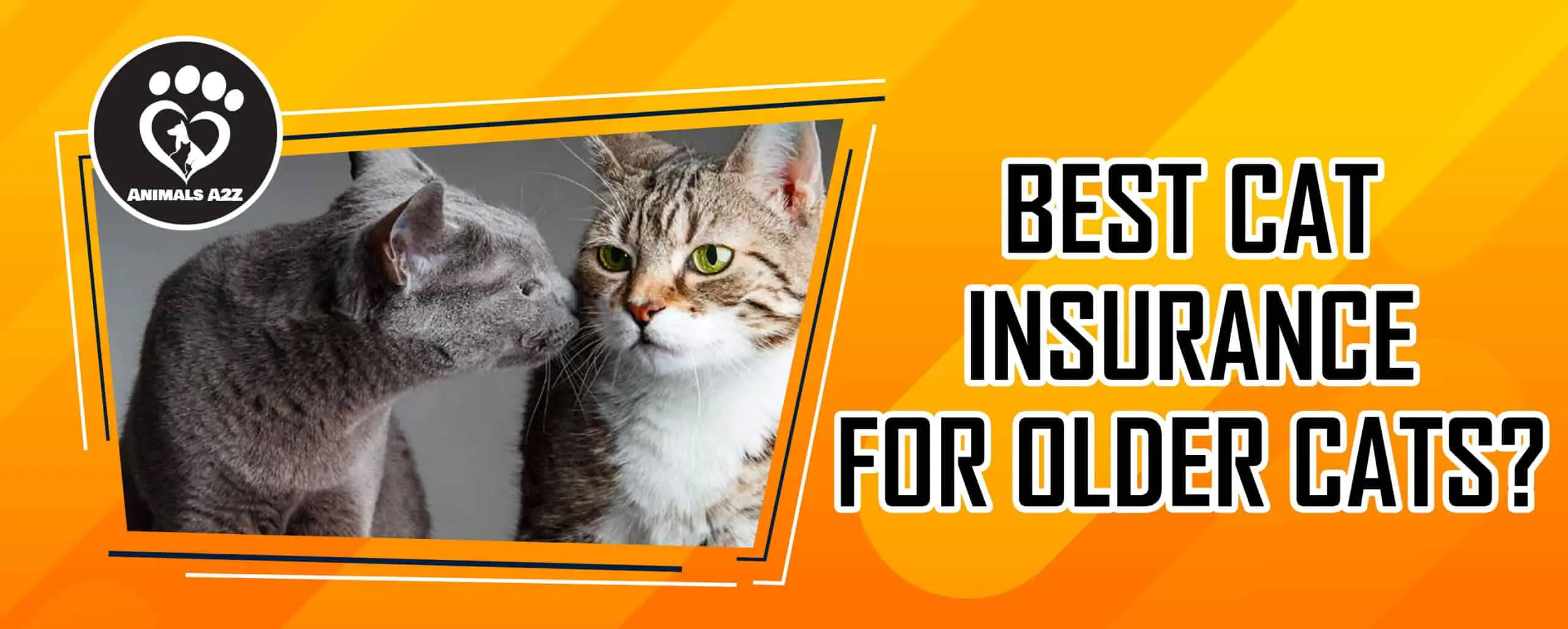 Meilleure assurance pour les chats âgés