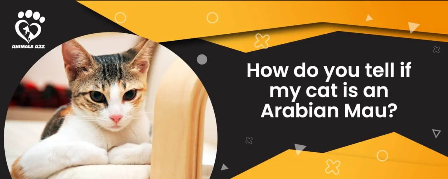 How do you tell if your cat is an Arabian Mau? [ Detailed Answer ]