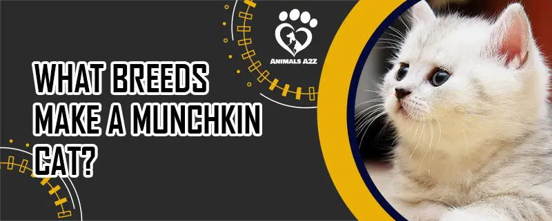 What breeds make a Munchkin Cat?