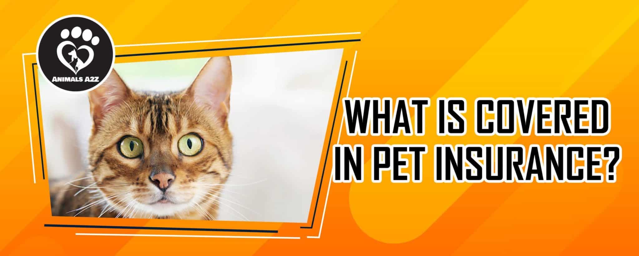 What is covered in pet insurance? [ Detailed Answer ]