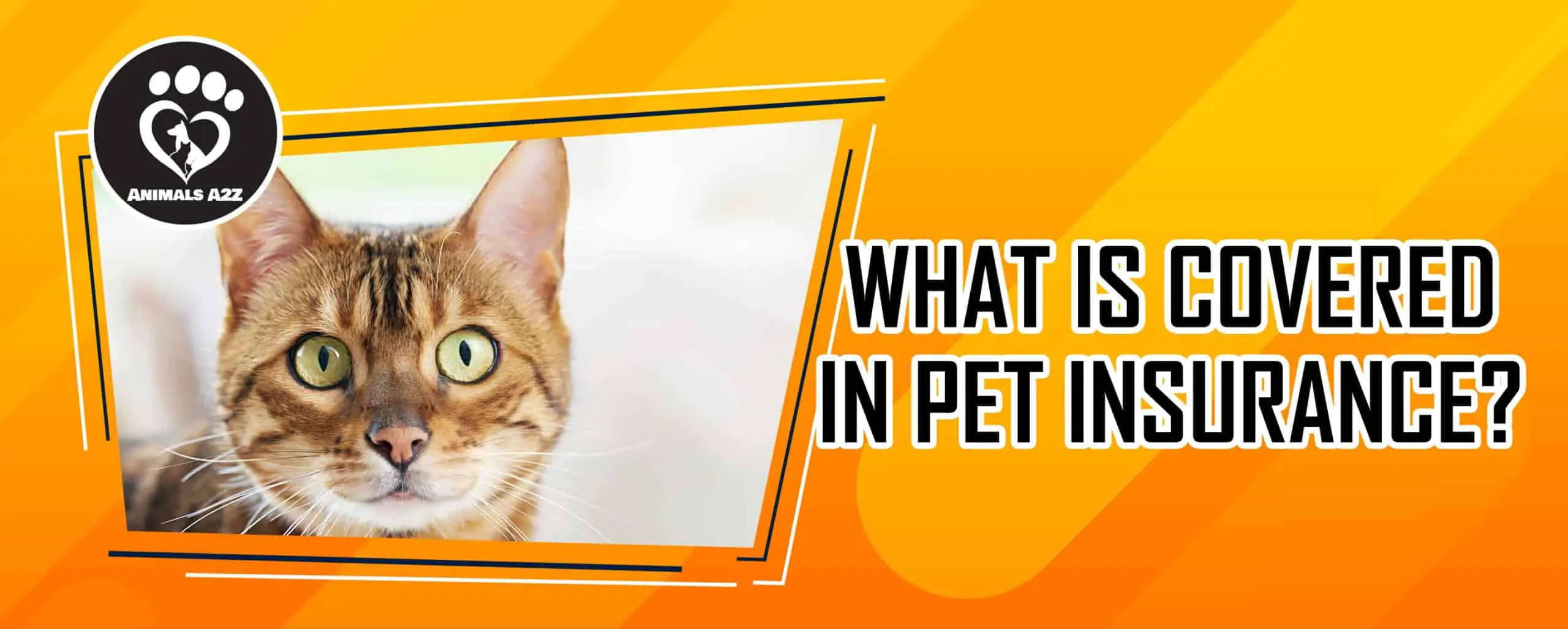 What is covered in pet insurance?